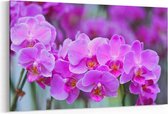 Schilderij - Paarse orchidee - phalaenopsis — 90x60 cm