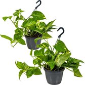 Bol.com Scindapsus 'Aureum' in hangpot per 2 stuks | Epipremnum - Kamerplant ⌀17 cm - ↕25 cm aanbieding