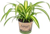 Graslelie | Chlorophytum 'Hawaiian' per stuk  - PetFriendly - Kamerplant ⌀12 cm - ↕25 cm