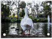 Tuinposter – Witte Zwaan bij het Water - 40x30cm Foto op Tuinposter  (wanddecoratie voor buiten en binnen)