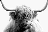 Highland cow 200 x 135  - Dibond