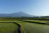 The beauty behind rice 120 x 80  - Plexiglas