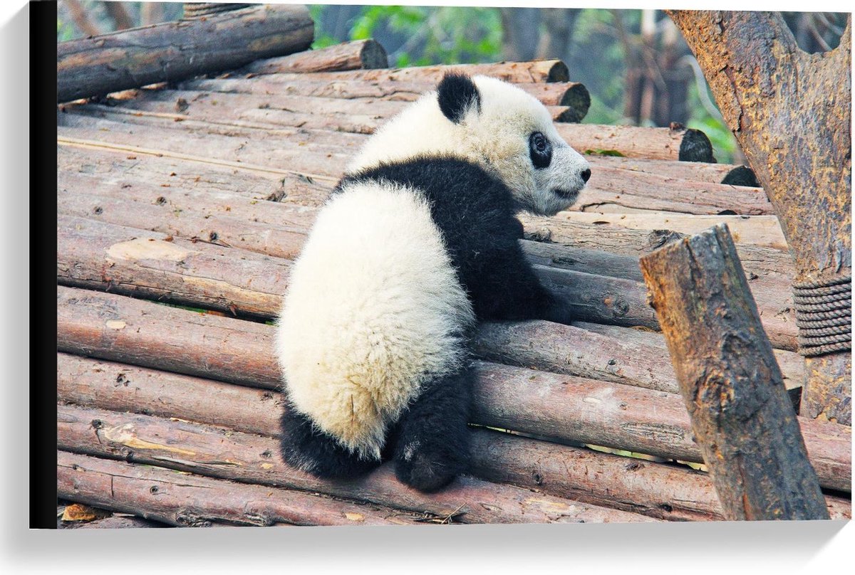 Canvas - Baby Panda Klimmend op Houten Planken - 60x40cm Foto op Canvas Schilderij (Wanddecoratie op Canvas)