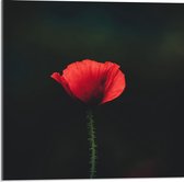 Acrylglas - Rood Bloempje Zwarte Achtergrond - 50x50cm Foto op Acrylglas (Wanddecoratie op Acrylglas)