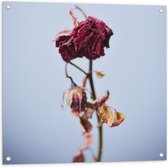Tuinposter – Gedroogde Roze Rozen  - 80x80cm Foto op Tuinposter  (wanddecoratie voor buiten en binnen)