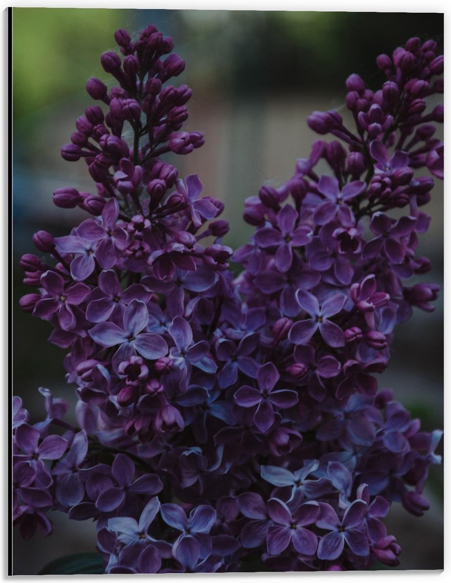 Dibond - Paarse Bloemen - 30x40cm Foto op Aluminium (Wanddecoratie van metaal) op Prijzenvolger.com