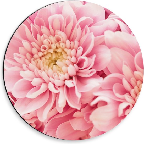 Dibond Wandcirkel - Roze Bloemen van Dichtbij - 30x30cm Foto op Aluminium Wandcirkel (met ophangsysteem)