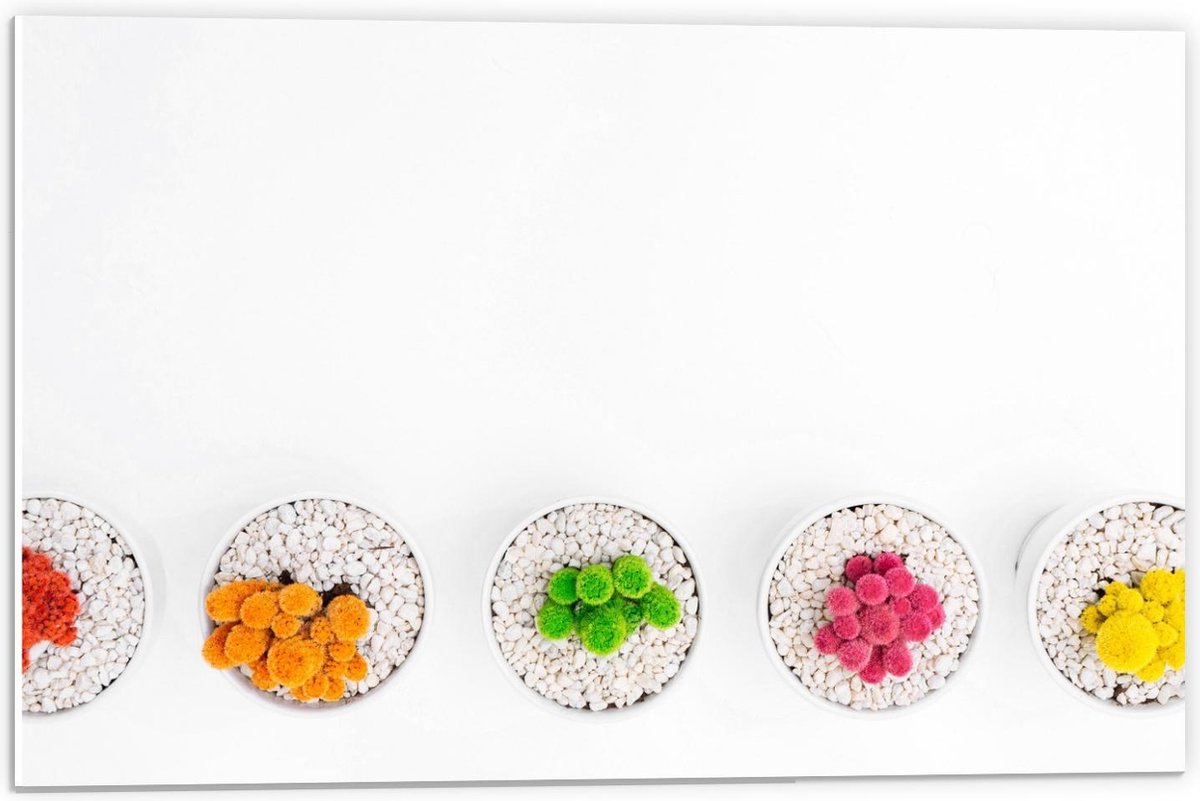 Forex - Gekleurde Cactuspotjes - 60x40cm Foto op Forex