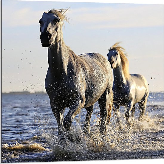 Dibond - Galopperende Paarden in het Water - 80x80cm Foto op Aluminium (Wanddecoratie van metaal)