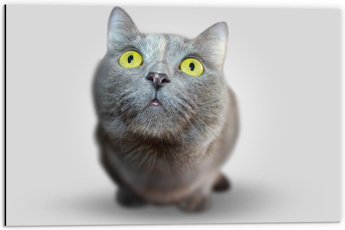 Dibond - Nieuwsgierige Kat - 60x40cm Foto op Aluminium (Met Ophangsysteem)
