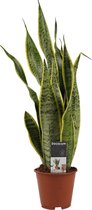 Decorum Sansevieria - Kamerplant - vrouwentong - Laurentii XL - in kwekerspot