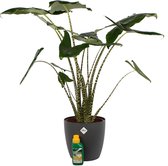 Alocasia Zebrina - kamerplant - Olifantsoorplant - in kwekerspot - met Elho sierpot en Pokon