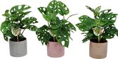 Set van 3 Monstera Monkey Leaf - kamerplant - Gatenplant - in Maya keramiek pot