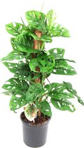 Monstera Monkey Leaf met mosstok - kamerplant - Gatenplant
