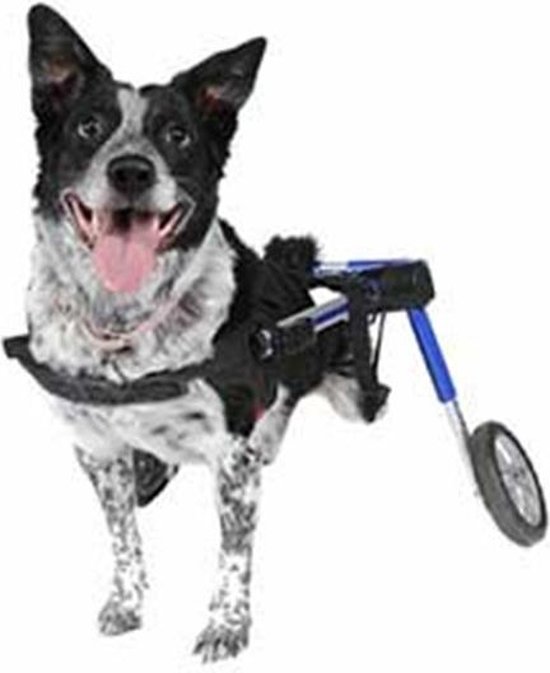 Fauteuil roulant pour chien L - fauteuil roulant sûr pour chiens - approuvé  par les... | bol