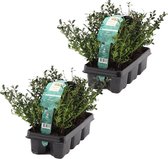 Bloomique | Ilex Crenata - 1,0 meter Japanse Hulst per 2 sixpacks - Buitenplant in kwekerspot ⌀9 cm - Hoogte ↕20 cm