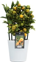 Kamerplant van Botanicly – Citrus Calamondin in witte keramiek pot 'Milano' als set – Hoogte: 35 cm