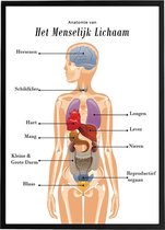 Esque - Poster - Anatomie van het menselijk lichaam - Schoolplaat - 50x70 cm