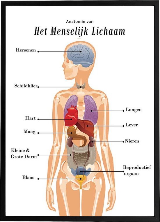 Aubergine plak Sluiting Esque - Poster - Anatomie van het menselijk lichaam - Schoolplaat - 50x70  cm | bol.com