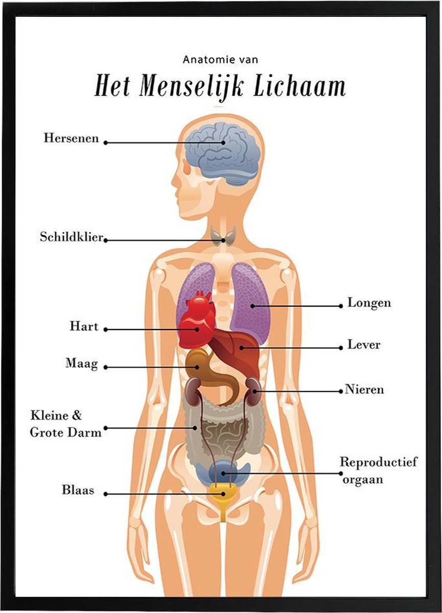 Vernauwd cafe koper Esque - Poster - Anatomie van het menselijk lichaam - Schoolplaat - 50x70  cm | bol.com