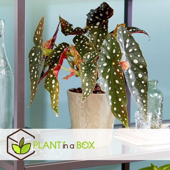 Plant in A Box - Begonia Maculata Wightii - Stippenbegonia - Pot ⌀14 cm - Hoogte ↕ 30 - 40cm