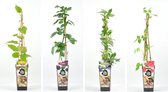 Fruitplanten mix Smoothie - set van 4 fruitplanten: 1 Kiwi, 1 Blauwe bosbes, 1 Rode framboos, en 1 Braam - hoogte 30-40 cm