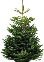 Echte kerstboom - Prachtige Nordmann Excellent - 175 tot 200 cm