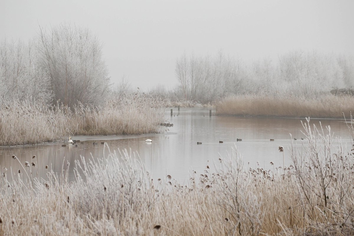 winterlandschap met water en riet