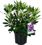 Rhododendron paars - ↑20 - 40 cm in pot - Tuinplant