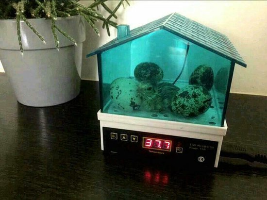 Luxe Broedmachine voor eieren - incl accessoires - hygrometer - waterflesje met spitse tuit met Nederlandse Handleiding
