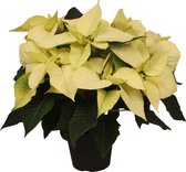 Plant - Poinsettia - Kerstster wit (Premium Polar white) - ⌀14 cm - Hoogte ↕40cm - Vers uit eigen kwekerij!