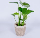 Kamerplant Monstera Deliciosa Tauerii – Gatenplant - ± 35cm hoog – 12 cm diameter – in trendy mand