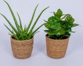 2 Kamerplanten - Aloe Vera & Koffieplant - In hippe mand -geen groene vingers nodig