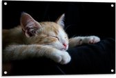 Tuinposter – Slapend Katje op Zwarte Achtergrond  - 90x60cm Foto op Tuinposter  (wanddecoratie voor buiten en binnen)