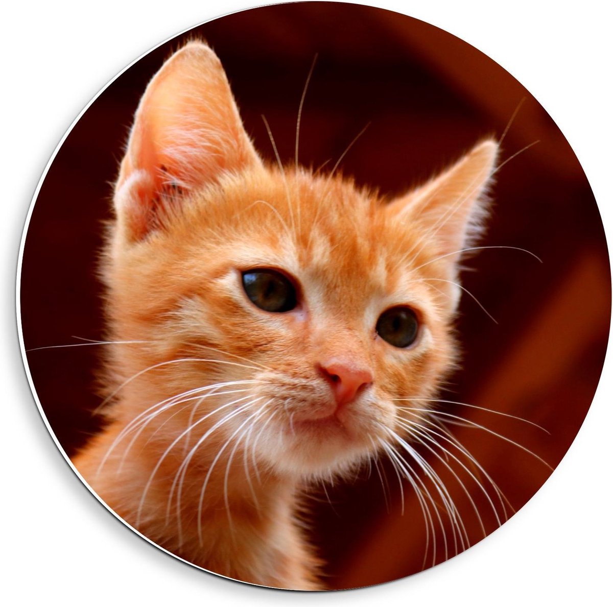 KuijsFotoprint - Schilderij - Hoofd Klein Baby Katje - Bruin En Oranje - 40 X 40 Cm