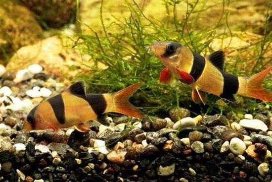 Aquarium Secrets Revealed! - cover