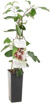 Rode minikiwi - Actinidia Arguta - Ken’s Red - hoogte 60 cm - potmaat Ø11cm - kleinfruit - fruitstruik