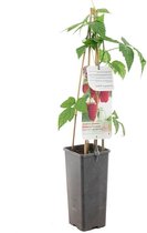 Herfst framboos - Rubus idaeus - Autumn First - hoogte 60 cm - potmaat Ø11cm