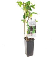 Doornloze zwarte braam - Rubus Fruticosus - Black Satin - hoogte 60 cm - potmaat Ø11cm - kleinfruit - bramenstruik