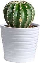 Echinopsis Oxygona Zeldzame Cactus 10cm