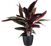 Kamerplant van Botanicly – Marantaceae incl. sierpot zwart als set – Hoogte: 85 cm – Calathea Stromanthe Triostar