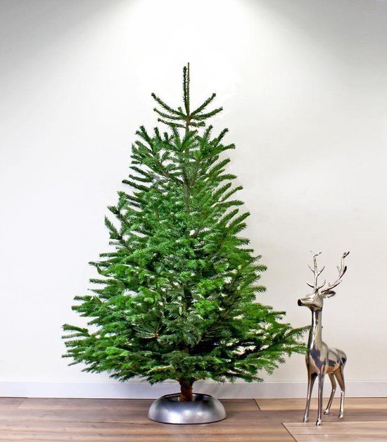opzettelijk Vergemakkelijken Formuleren Echte Premium Nordmann Kerstboom op pot - 170 - 200 cm - Tijdelijke actie -  Echte... | bol.com