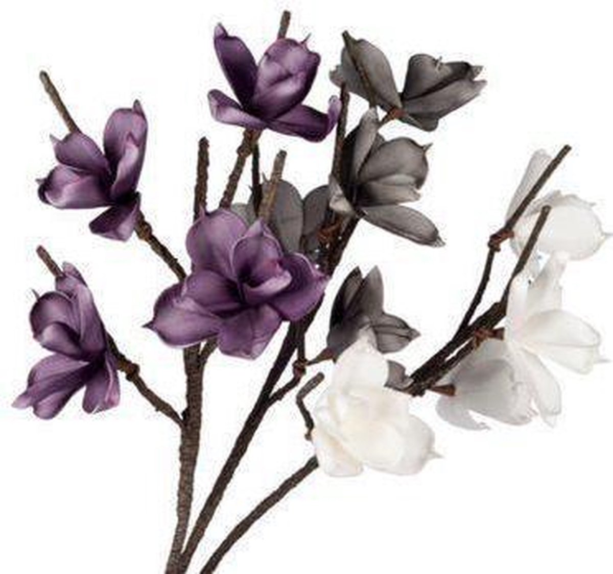 Magnolia Bloemen Bloemen