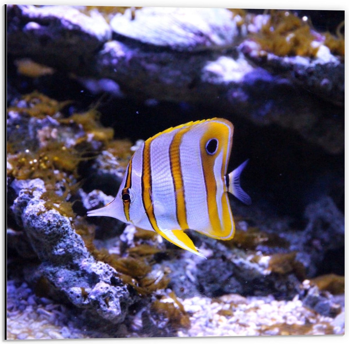Dibond - Wit/Oranje Visje in Aquarium - 50x50cm Foto op Aluminium (Wanddecoratie van metaal)