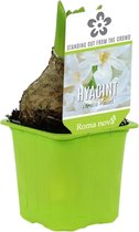 3x Hyacint Hyacinthus 'White Pearl' wit in kwekerspot