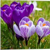 Acrylglas - Paarse Bloemen in Grasveld - 50x50cm Foto op Acrylglas (Wanddecoratie op Acrylglas)