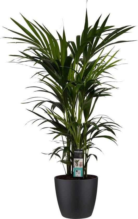 Kamerplant van Botanicly – Kentiapalm incl. sierpot zwart als set – Hoogte: 120 cm – Howea forsteriana Kentia