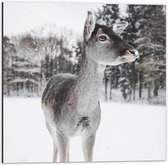 Dibond - Hertje in de Sneeuw - 50x50cm Foto op Aluminium (Wanddecoratie van metaal)