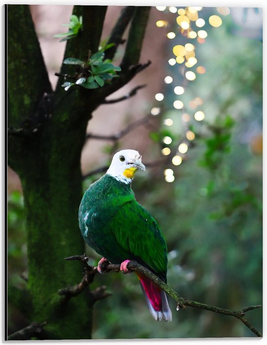 Dibond - Gekleurde Vogel op een Tak - 30x40cm Foto op Aluminium (Met Ophangsysteem)