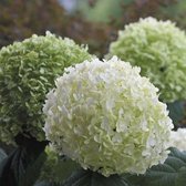 4 x Hydrangea 'Incrediball' - Hortensia Strong Annabelle in C3 pot met hoogte 20-40cm